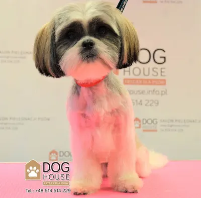 Dog House - fryzjer dla psów